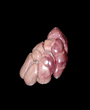 Beef kidney( Halal )